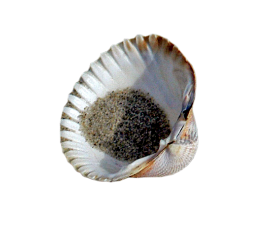 Muschel